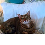 Mango is registered to the contest to win money with this photo: bedding, cat, cozy, cushion, domestic_animal, feline, fur, green_eyes, home, indoor, looking_at_camera, pet, pillow, portrait, relaxed, sitting, sofa, stripes, tabby_cat, whiskers