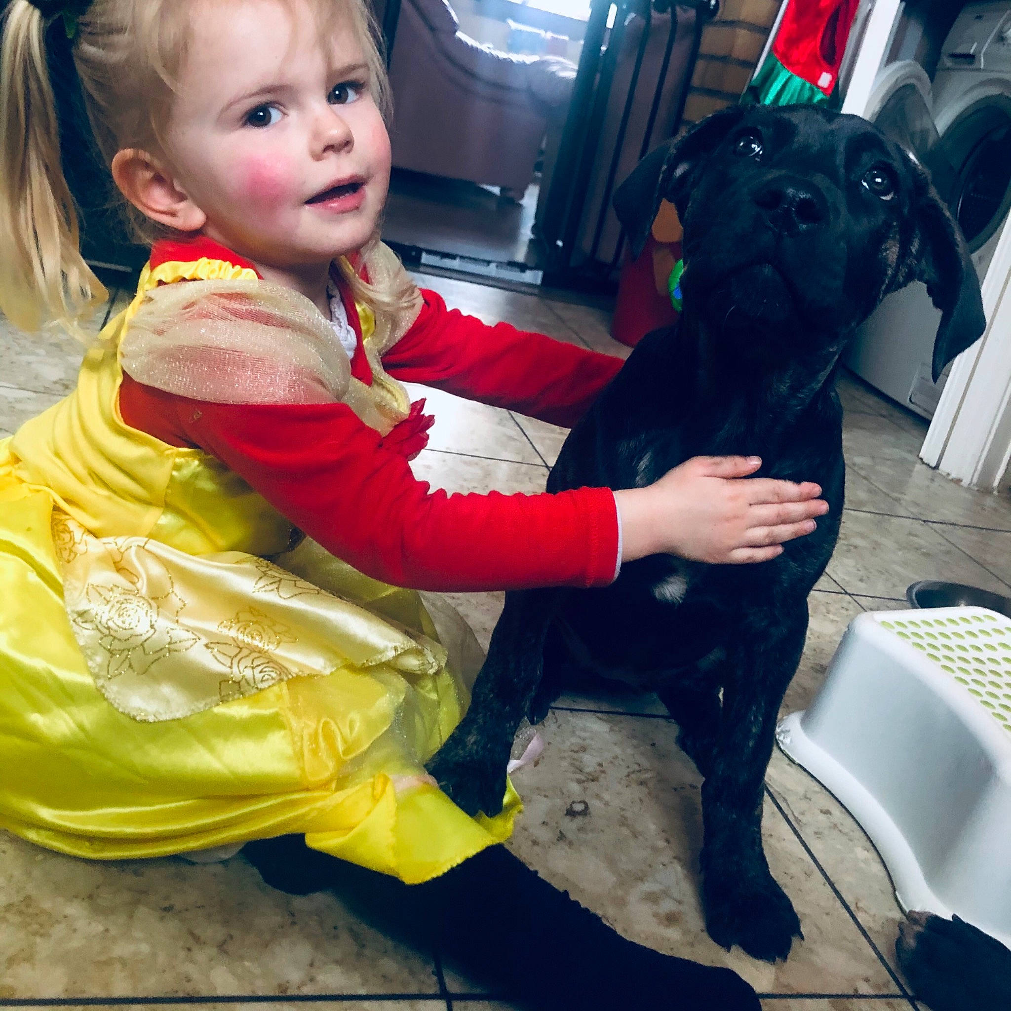 Ava joined the competition — help win amazing prizes! baby_toddler_clothing, carnivore, companion_dog, dog, dog_breed, dog_collar, dress, eye, fawn, fun, happy, lap, person, selfie, shoe, sitting, sportswear, t_shirt, toddler, toy_dog