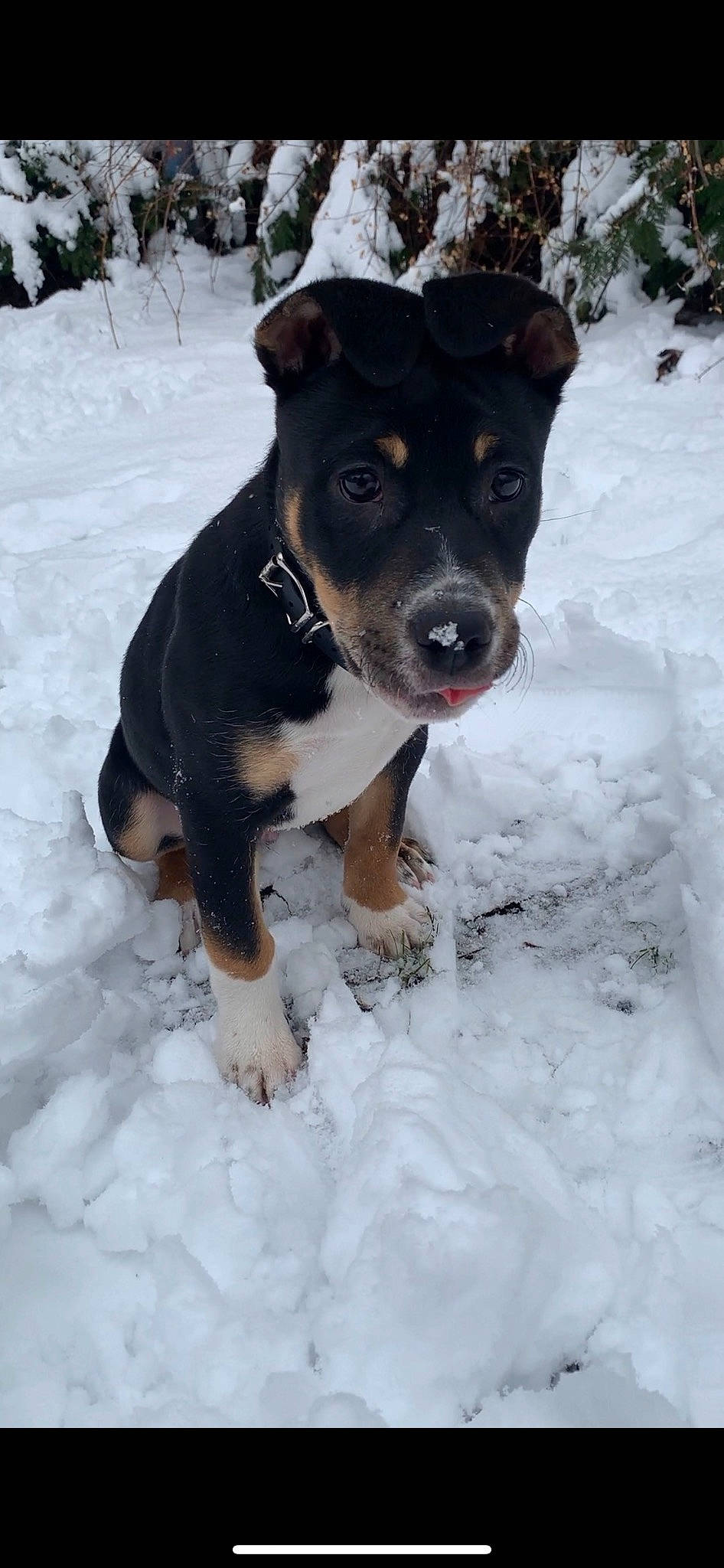 Captain is registered to the contest to win money with this photo: carnivore, collar, companion_dog, dog, dog_breed, event, freezing, fur, guard_dog, hunting_dog, mammal, non_sporting_group, paw, precipitation, snow, tail, winter, working_animal, working_dog