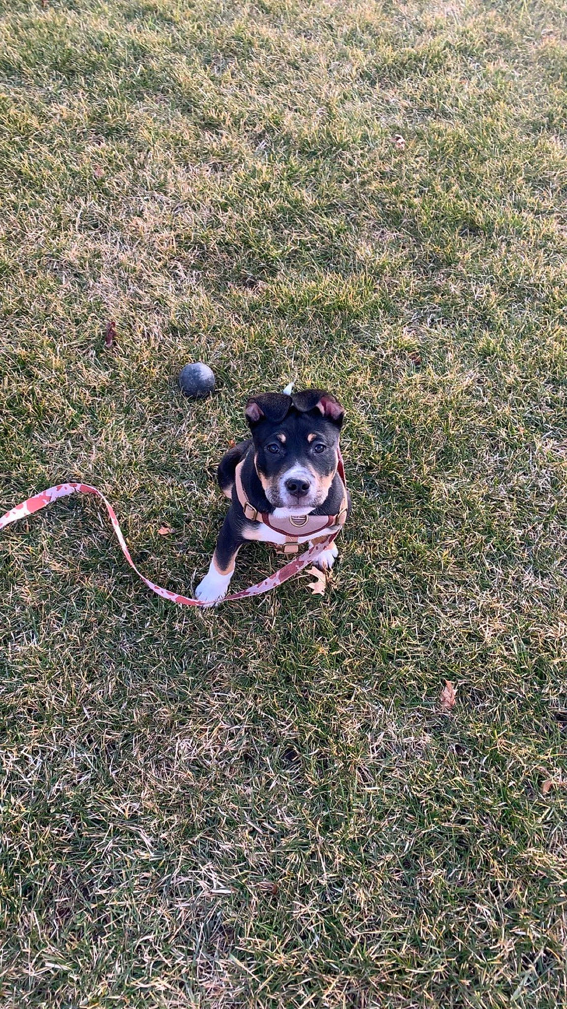 Captain joined the competition — help win amazing prizes! carnivore, collar, companion_dog, dog, dog_breed, dog_collar, dog_supply, electric_blue, fashion_accessory, fawn, grass, leash, personal_protective_equipment, plant, shadow, snout, soil, tail, toy, working_animal