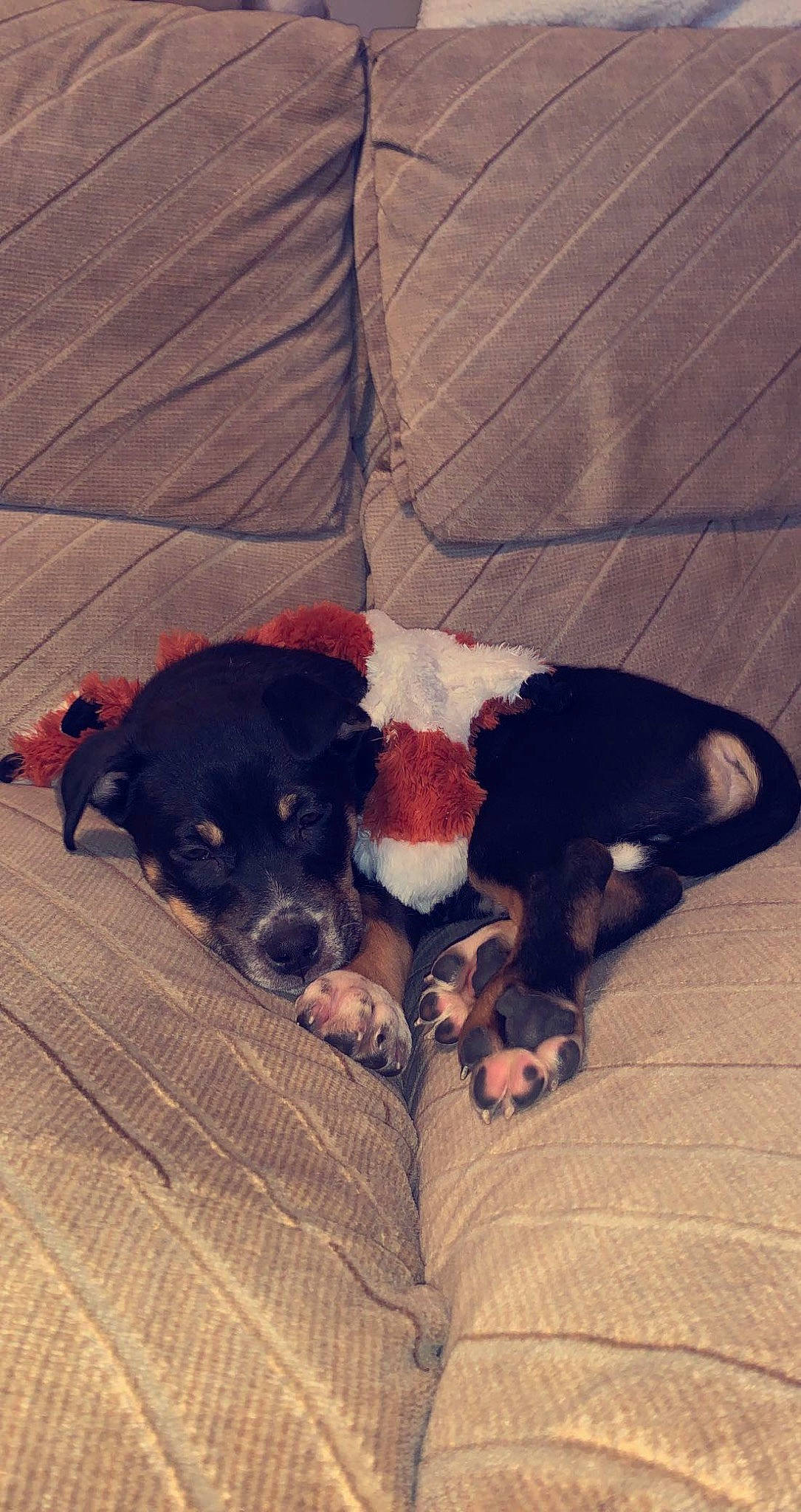 Captain is registered to the contest to win money with this photo: carnivore, comfort, companion_dog, couch, dog, dog_breed, dog_supply, fur, guard_dog, mammal, nap, paw, puppy, puppy_love, snout, tints_and_shades, toy_dog, wood, working_animal, working_dog