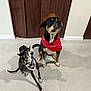 accessory, animal, bandana, black_dog, brown_dog, collar, costume, cowboy_hat, cute, dog, domestic_animal, floor, indoor, looking_up, obedient, pet, portrait, sitting, two_dogs, wooden_door