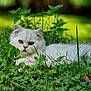 animal, cat, cute, daytime, eyes, fluffy, fur, garden, grass, greenery, lying_down, mammal, nature, outdoor, pet, plants, relaxed, sunlight, white_cat, wildflowers