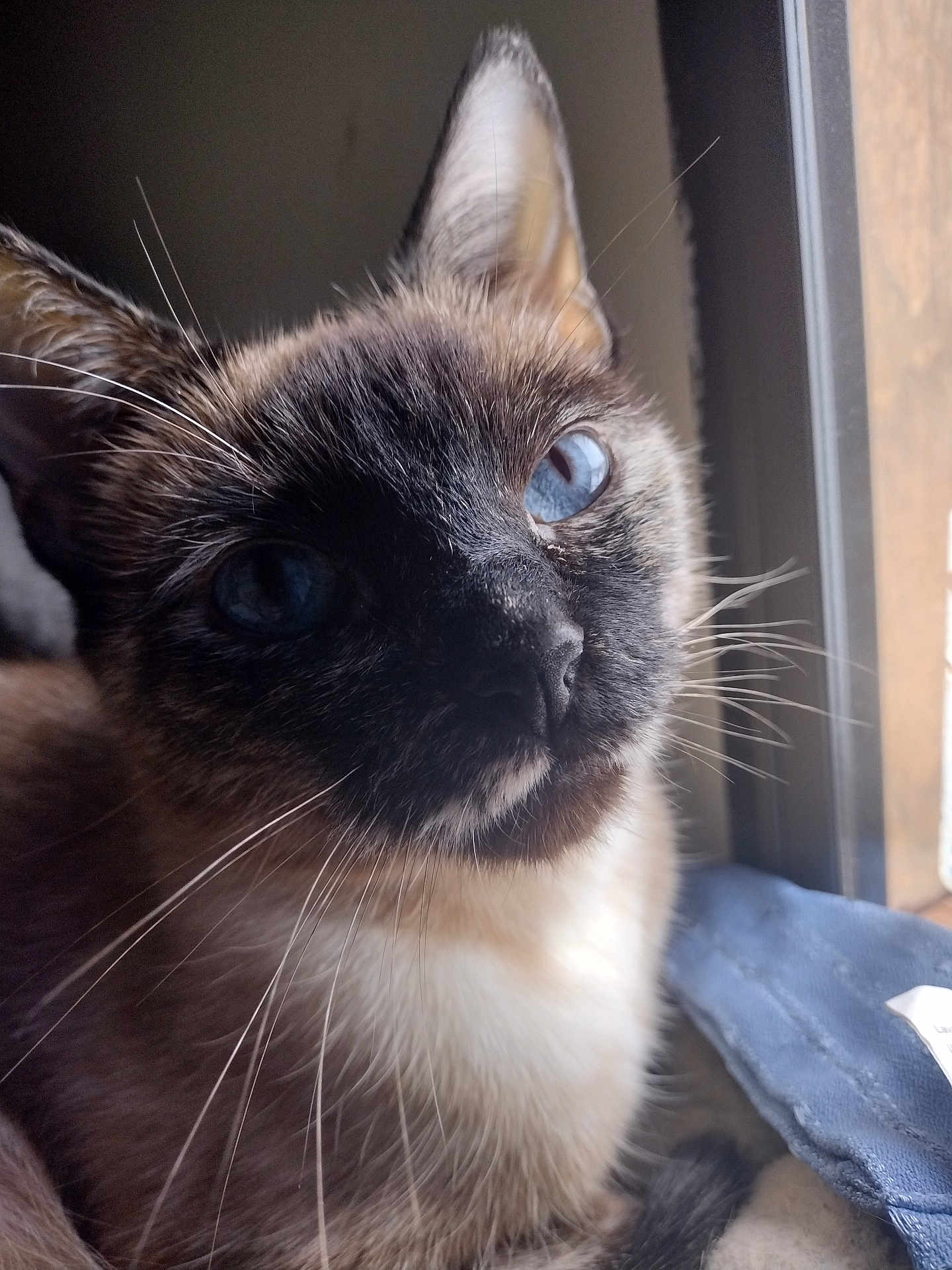 Oreo is registered to the contest to win money with this photo: cat, siamese, blue_eyes, close_up, whiskers, fur, window, blanket, indoor, pet, animal, portrait, face, looking, soft_light, cozy, cute, feline, resting, domestic