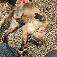 Oreo is registered to the contest to win money with this photo: cat, pet, indoor, carpet, feline, playing, collar, brown, beige, person, hands, jeans, texture, stretching, relaxed, casual, floor, animal, domestic, cute