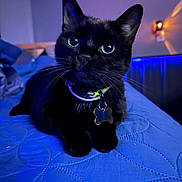 Keke joined the competition — help win amazing prizes! black_cat, cat, pet, indoor, bed, quilted_bedspread, collar, tag, blue_lighting, purple_lighting, whiskers, feline, closeup, animal, cute, domestic_cat, resting, looking_up, nighttime, cozy