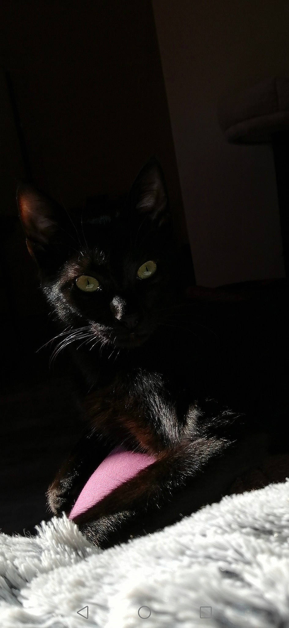 Kiwi a rejoint le concours — aidez-le/la à gagner de superbes lots ! black_cat, bombay, carnivore, cat, claw, comfort, darkness, domestic_short_haired_cat, eye, fang, felidae, foot, fur, havana_brown, paw, small_to_medium_sized_cats, snout, tail, terrestrial_animal, whiskers