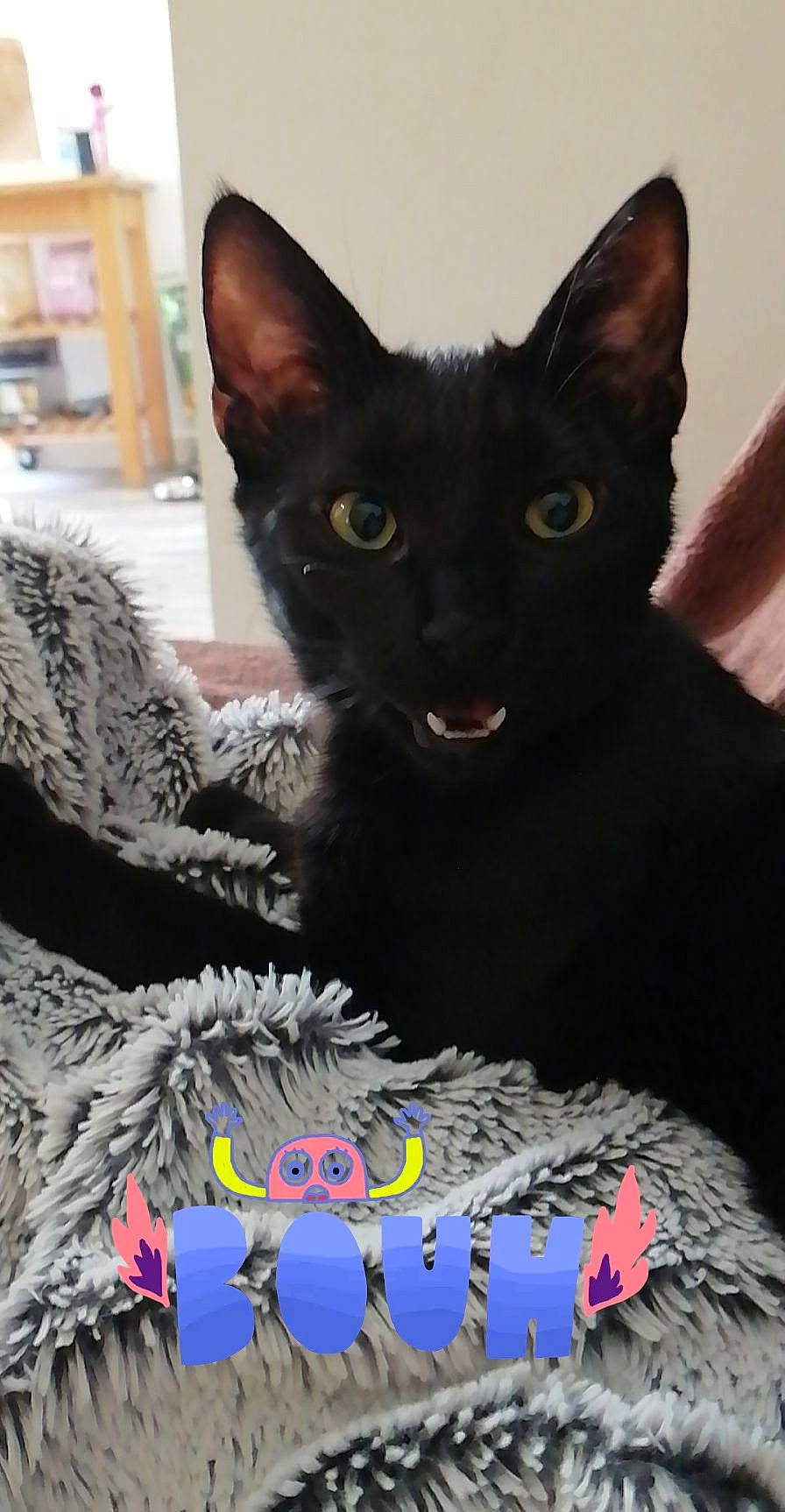 Kiwi a rejoint le concours — aidez-le/la à gagner de superbes lots ! birthday_cake, black_cat, bombay, cake_decorating_supply, carnivore, cat, cat_supply, claw, comfort, dessert, domestic_short_haired_cat, felidae, fur, linens, small_to_medium_sized_cats, snout, sugar_cake, sweetness, terrestrial_animal, whiskers