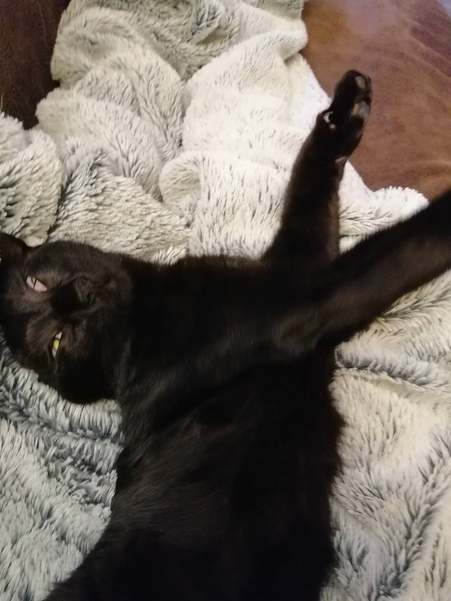 Kiwi participe au concours pour gagner de l'argent avec cette photo : bombay, carnivore, cat, comfort, dog_breed, domestic_short_haired_cat, felidae, fur, gesture, grey, linens, shadow, small_to_medium_sized_cats, snout, sporting_group, tail, terrestrial_animal, tints_and_shades, whiskers, wood