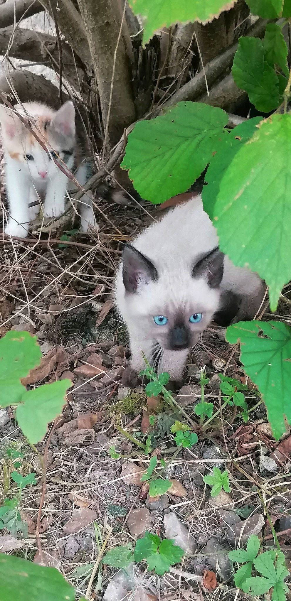 Bahia participe au concours pour gagner de l'argent avec cette photo : art, carnivore, cat, domestic_short_haired_cat, felidae, fur, grass, groundcover, herb, organism, plant, siamese, small_to_medium_sized_cats, snout, tail, terrestrial_animal, thai, tree, twig, whiskers