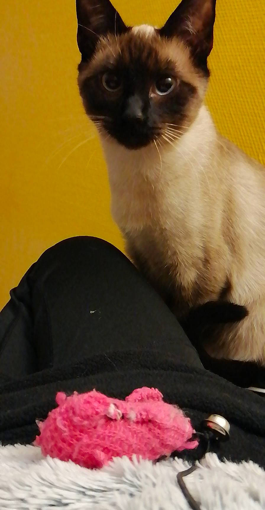 Bahia a rejoint le concours — aidez-le/la à gagner de superbes lots ! balinese, birman, carmine, carnivore, cat, comfort, dessert, domestic_short_haired_cat, fawn, felidae, fur, magenta, petal, siamese, small_to_medium_sized_cats, snout, tail, thai, whiskers, wool