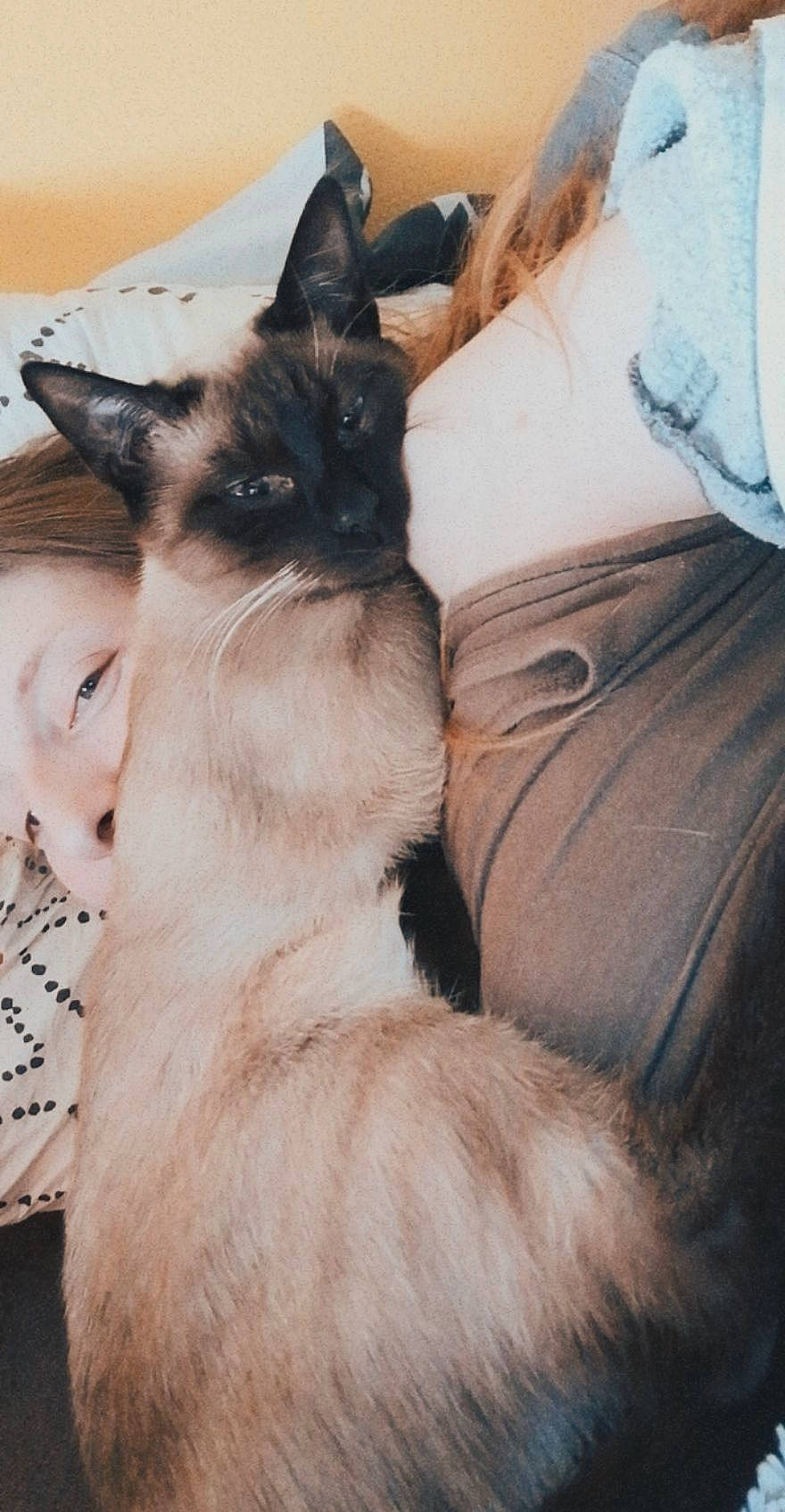 Bahia participe au concours pour gagner de l'argent avec cette photo : balinese, birman, carnivore, cat, comfort, domestic_short_haired_cat, fawn, felidae, fur, mammal, paw, siamese, sitting, small_to_medium_sized_cats, snout, tail, thai, tonkinese, vertebrate, whiskers