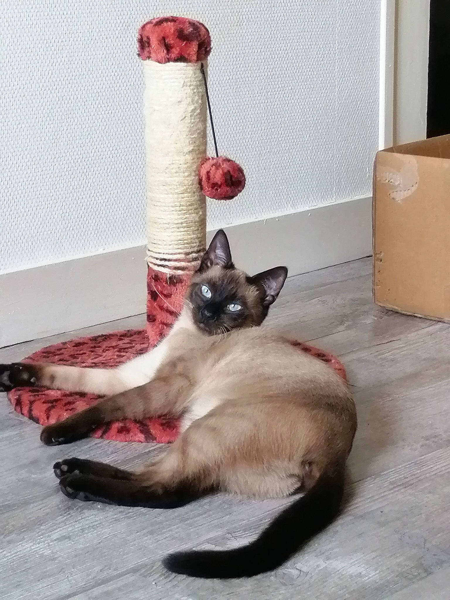 Bahia a rejoint le concours — aidez-le/la à gagner de superbes lots ! balinese, carnivore, carton, cat, comfort, companion_dog, couch, cylinder, eye, fawn, felidae, flooring, fur, shipping_box, siamese, small_to_medium_sized_cats, snout, tail, whiskers, wood