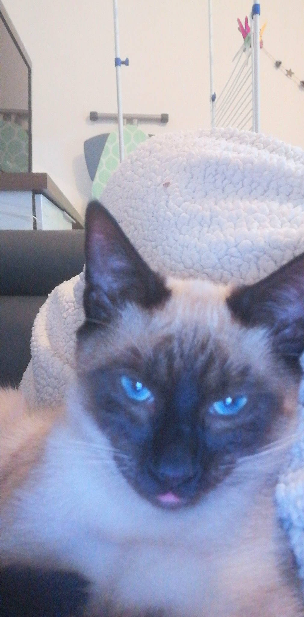 Bahïa participe au concours pour gagner de l'argent avec cette photo : birman, carnivore, cat, close_up, electric_blue, fawn, felidae, fixture, fur, iris, mammal, siamese, small_to_medium_sized_cats, snout, terrestrial_animal, whiskers