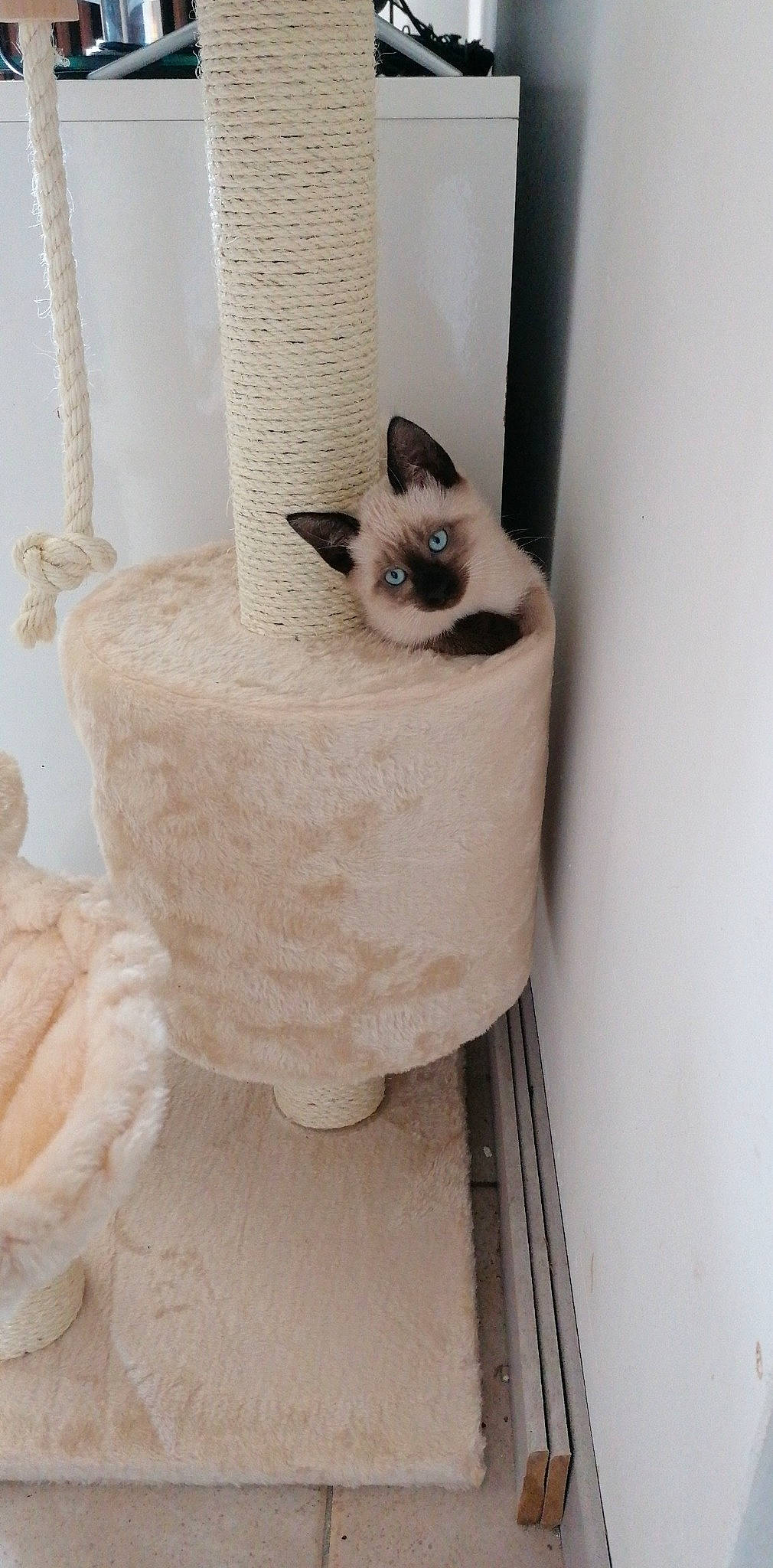 Bahïa a rejoint le concours — aidez-le/la à gagner de superbes lots ! birman, carnivore, cat, cat_supply, creative_arts, cylinder, fawn, felidae, fur, household_supply, natural_material, pet_supply, room, siamese, small_to_medium_sized_cats, tail, terrestrial_animal, whiskers, window, wood