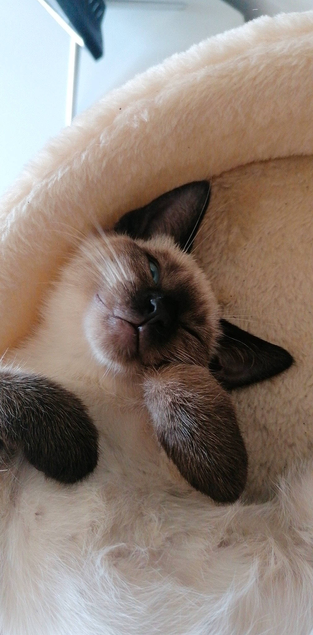 Bahïa participe au concours pour gagner de l'argent avec cette photo : balinese, birman, carnivore, cat, comfort, fawn, felidae, fur, nap, paw, ragdoll, siamese, small_to_medium_sized_cats, snout, terrestrial_animal, thai, whiskers