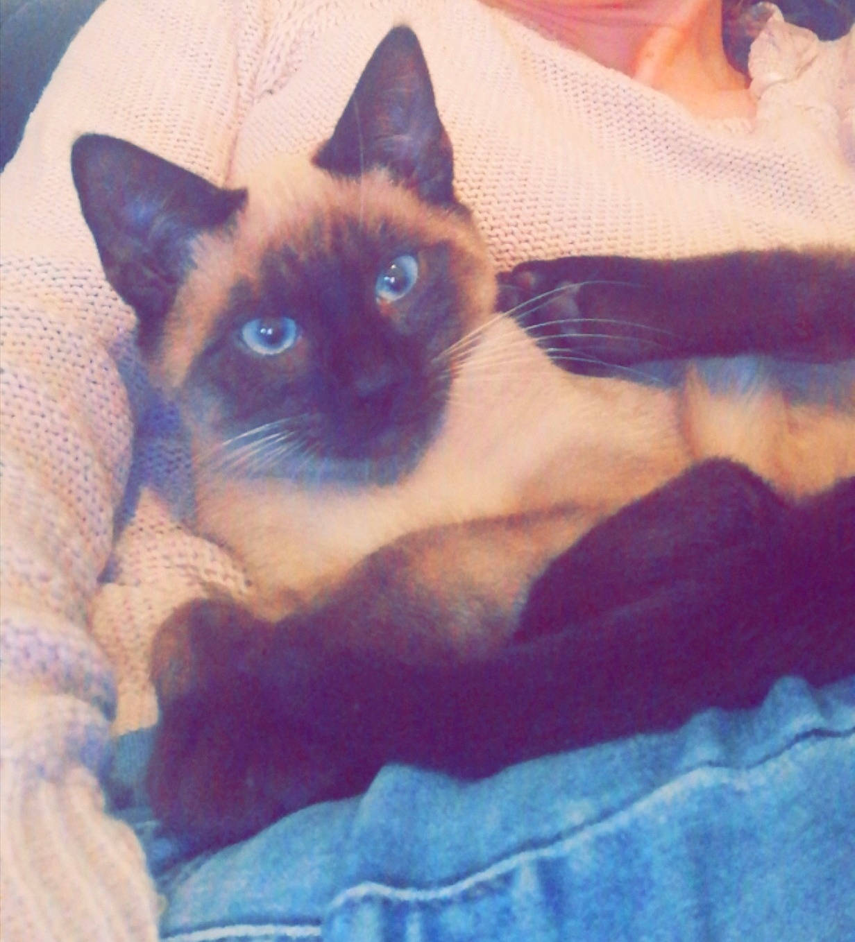 Bahïa participe au concours pour gagner de l'argent avec cette photo : birman, carnivore, cat, comfort, electric_blue, eye, fawn, felidae, fur, siamese, small_to_medium_sized_cats, snout, square, tail, tints_and_shades, whiskers