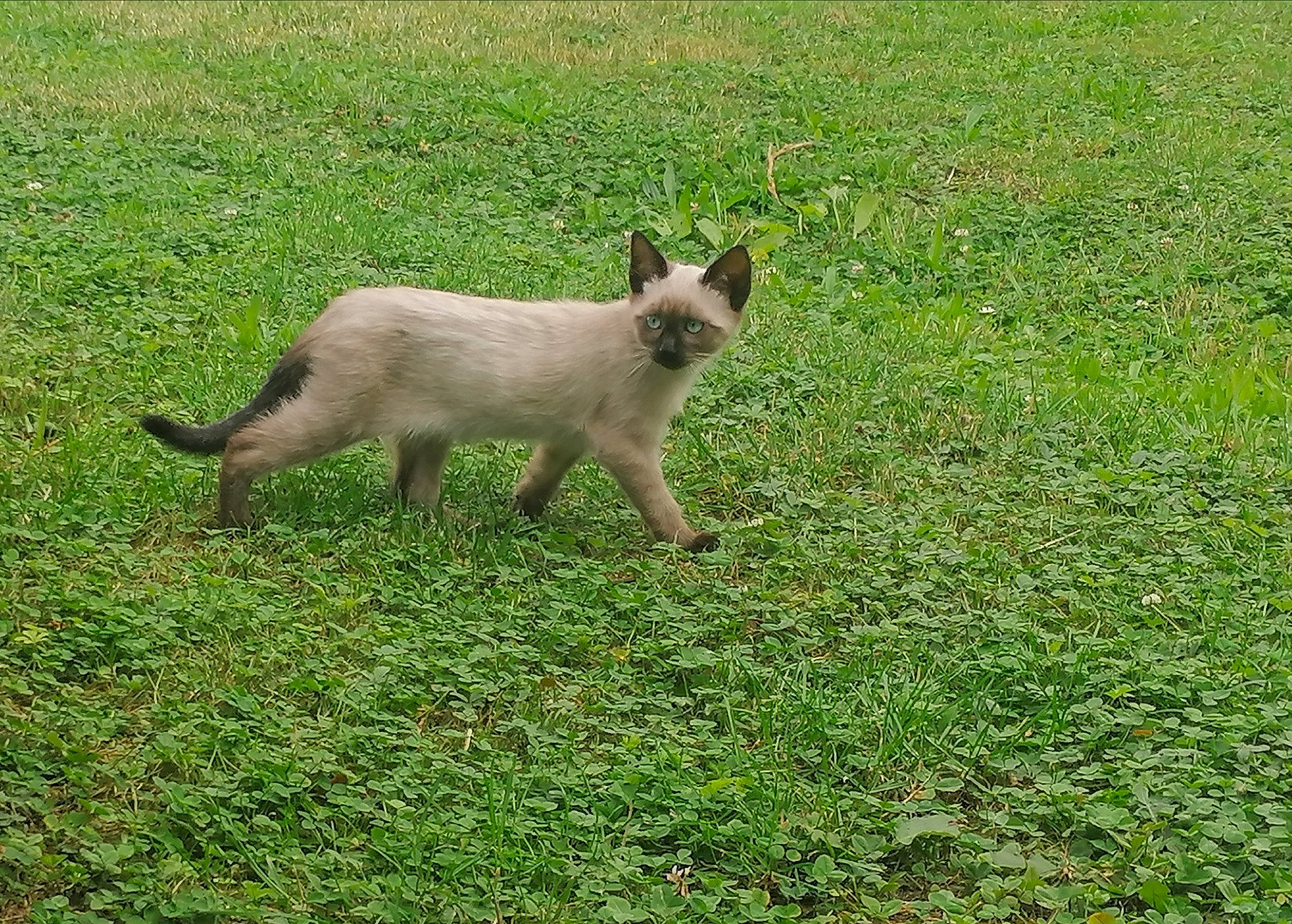 Bahïa participe au concours pour gagner de l'argent avec cette photo : canidae, carnivore, cat, dog_breed, domestic_short_haired_cat, fawn, felidae, fur, grass, grassland, groundcover, lawn, pasture, plant, siamese, small_to_medium_sized_cats, snout, tail, terrestrial_animal, whiskers