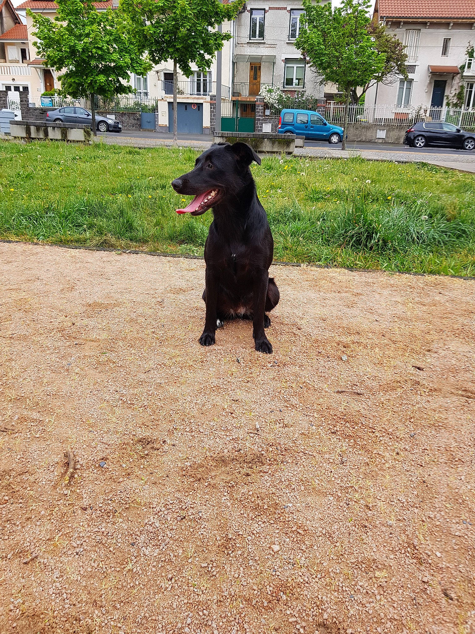 Priska participe au concours pour gagner de l'argent avec cette photo : canidae, carnivore, companion_dog, dachshund, dog, dog_breed, dog_walking, flat_coated_retriever, hunting_dog, labrador_retriever, mammal, patterdale_terrier, rare_breed_dog, sporting_group, working_dog