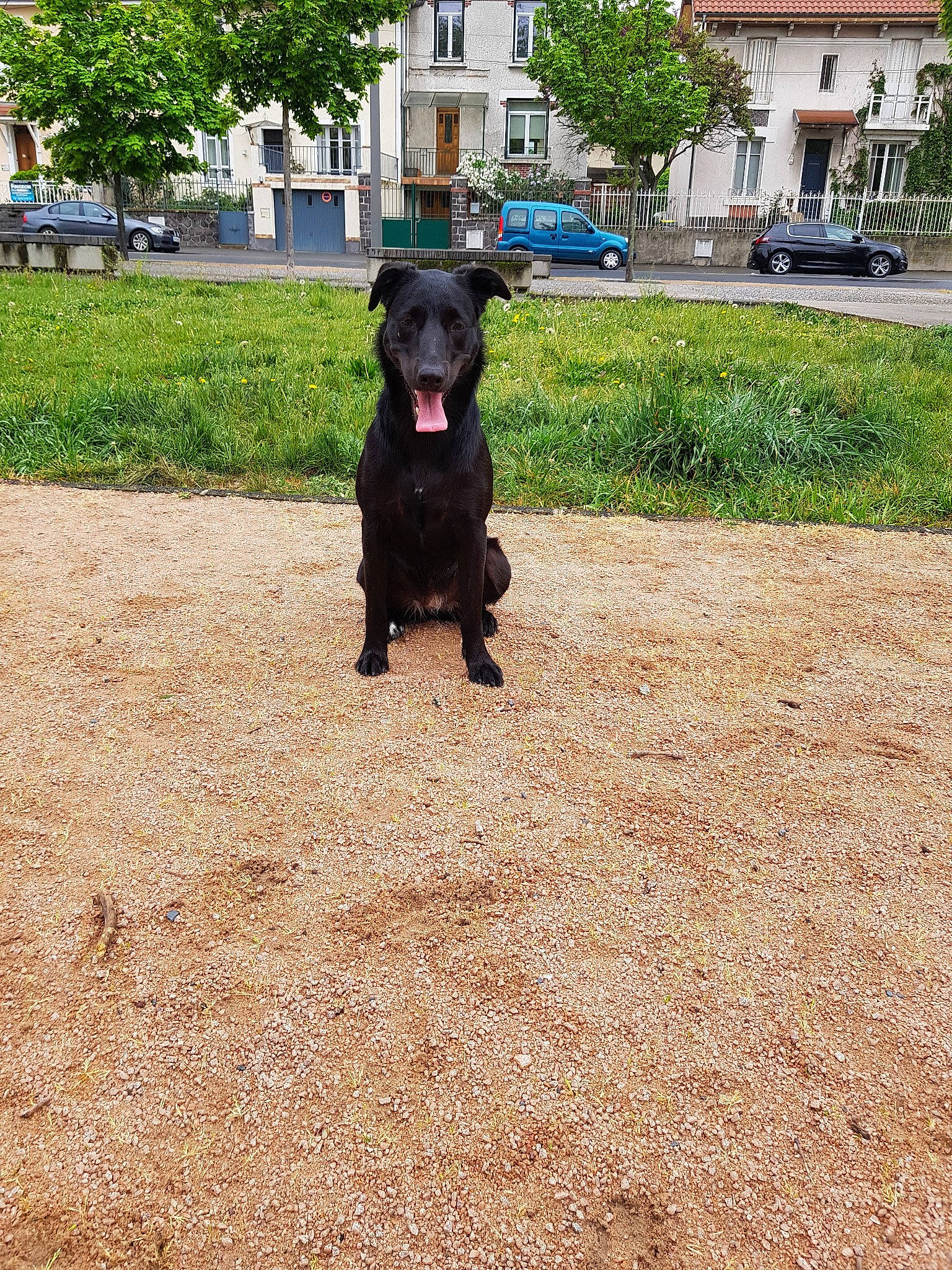 Priska participe au concours pour gagner de l'argent avec cette photo : borador, canidae, carnivore, dog, dog_breed, dog_walking, flat_coated_retriever, grass, guard_dog, home, hunting_dog, labrador_retriever, mammal, patterdale_terrier, plant, puppy, retriever, sporting_group, tail, working_dog