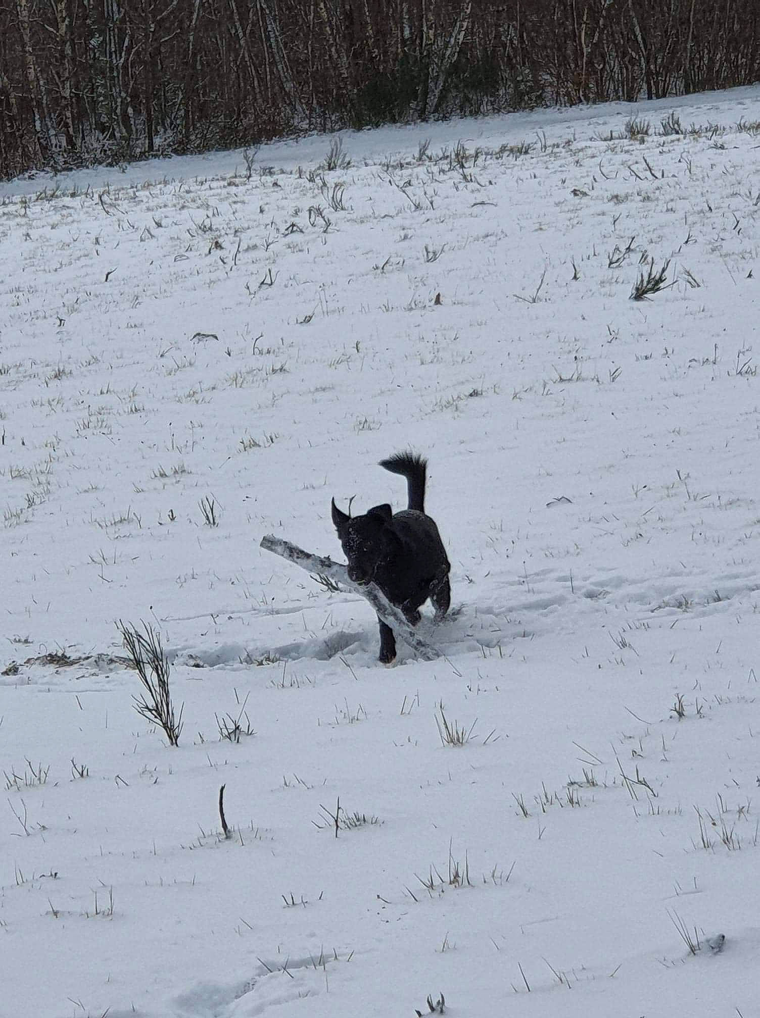 Priska a rejoint le concours — aidez-le/la à gagner de superbes lots ! blizzard, canidae, carnivore, dog_breed, freezing, geological_phenomenon, precipitation, snow, tail, winter, working_dog