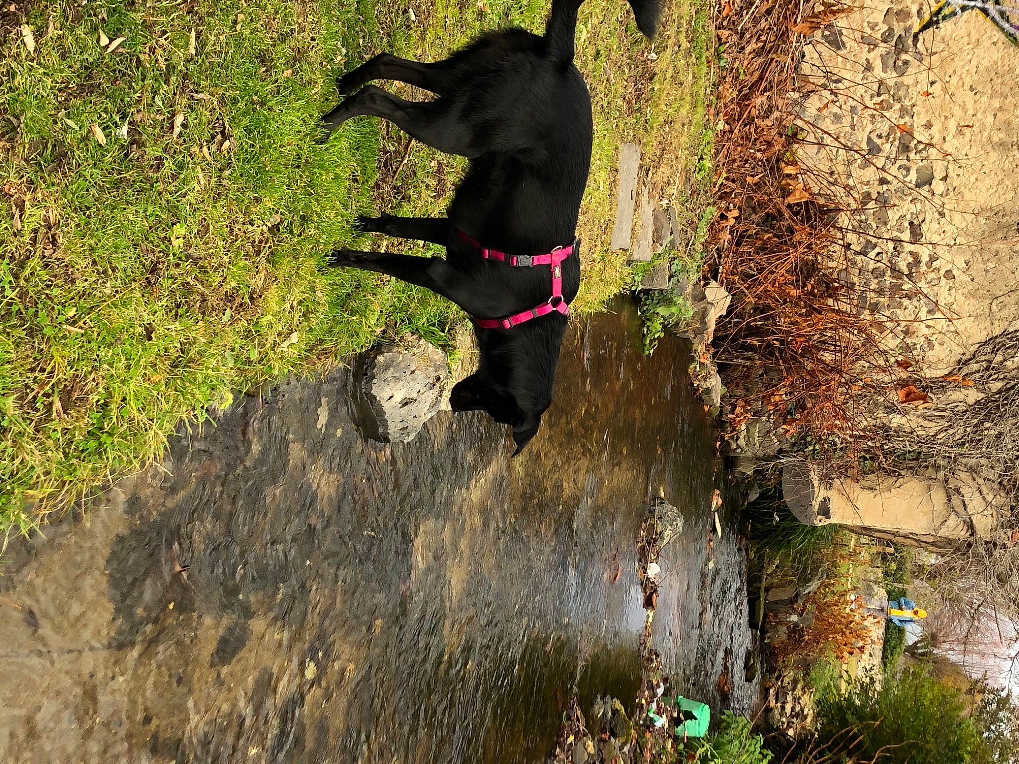 Priska a rejoint le concours — aidez-le/la à gagner de superbes lots ! adventure, borador, canidae, carnivore, collar, companion_dog, dog, dog_breed, dog_collar, dog_supply, hunting_dog, leash, liver, non_vascular_land_plant, pet_supply, sporting_group, tail, working_animal, working_dog