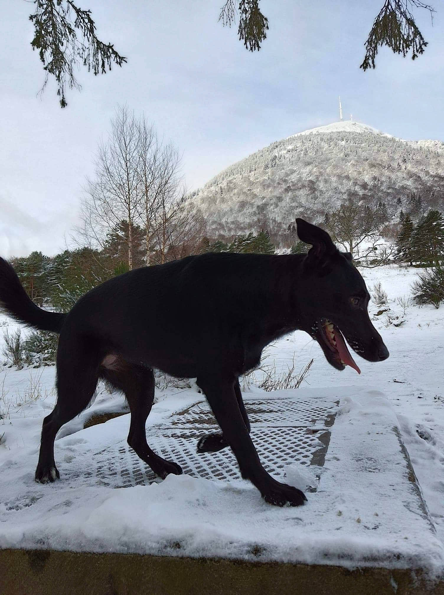 Priska a rejoint le concours — aidez-le/la à gagner de superbes lots ! canidae, carnivore, companion_dog, dog, dog_breed, freezing, glacial_landform, guard_dog, hunting_dog, liver, precipitation, snout, snow, sporting_group, tail, terrestrial_animal, vertebrate, winter, working_animal, working_dog