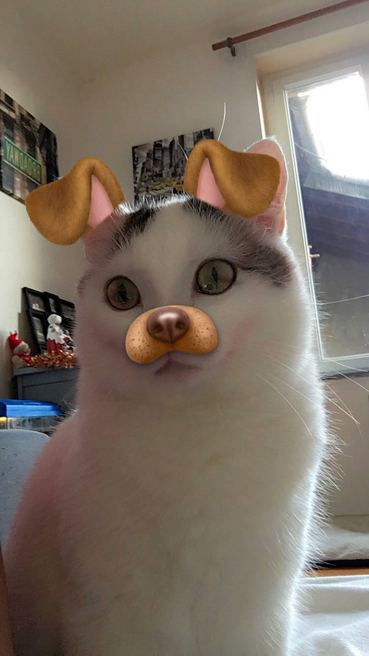 Crapouille a rejoint le concours — aidez-le/la à gagner de superbes lots ! canidae, carnivore, cat, ear, fawn, fur, glasses, head, nose, snout, whiskers