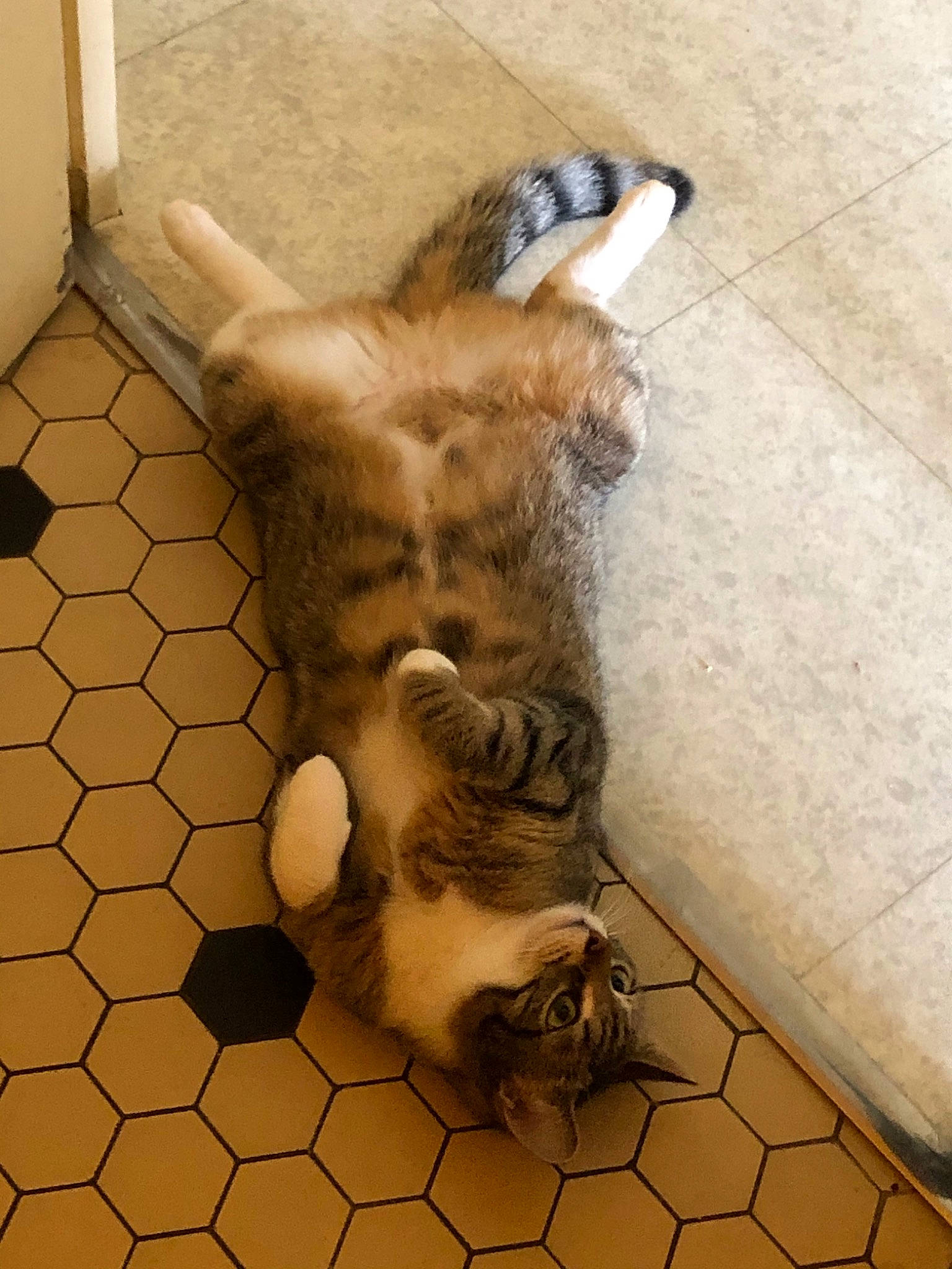 Eden a rejoint le concours — aidez-le/la à gagner de superbes lots ! canidae, carnivore, cat, claw, european_shorthair, fawn, felidae, kitten, paw, polydactyl_cat, small_to_medium_sized_cats, tabby_cat, tail, whiskers