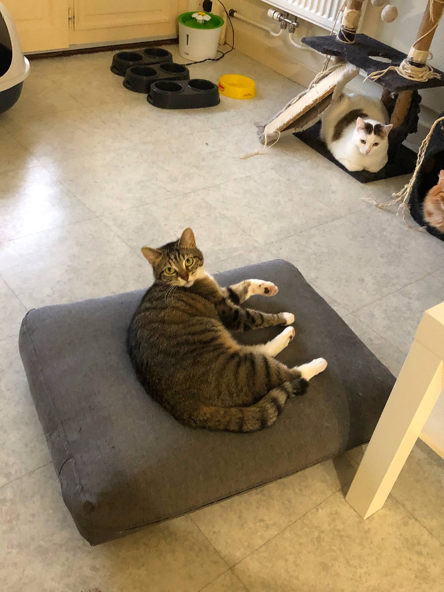 Eden participe au concours pour gagner de l'argent avec cette photo : asian, bengal, carnivore, cat, couch, domestic_short_haired_cat, dragon_li, egyptian_mau, european_shorthair, felidae, floor, flooring, furniture, ocicat, small_to_medium_sized_cats, tabby_cat, table, toyger, whiskers, wood