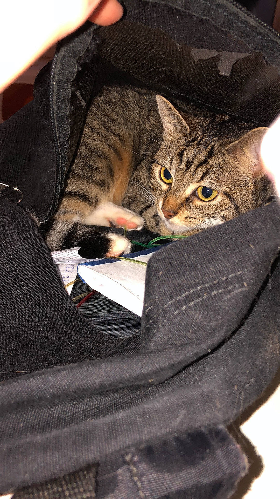 Eden participe au concours pour gagner de l'argent avec cette photo : american_shorthair, asian, california_spangled, carnivore, cat, domestic_short_haired_cat, dragon_li, egyptian_mau, european_shorthair, felidae, kitten, ocicat, pixie_bob, small_to_medium_sized_cats, tabby_cat, whiskers