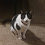 Princess is registered to the contest to win money with this photo: cat, black_and_white, pet, collar, indoor, carpet, feline, animal, sitting, curious, whiskers, ears, domestic, fur, portrait, looking, shadow, floor, cute, alert