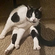 Princess joined the competition — help win amazing prizes! cat, black_and_white, pet, animal, carpet, indoor, fur, whiskers, paw, tail, cute, sitting, looking, feline, domestic, mammal, relaxed, household, playful, curious