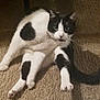 cat, black_and_white, pet, animal, carpet, indoor, fur, whiskers, paw, tail, cute, sitting, looking, feline, domestic, mammal, relaxed, household, playful, curious