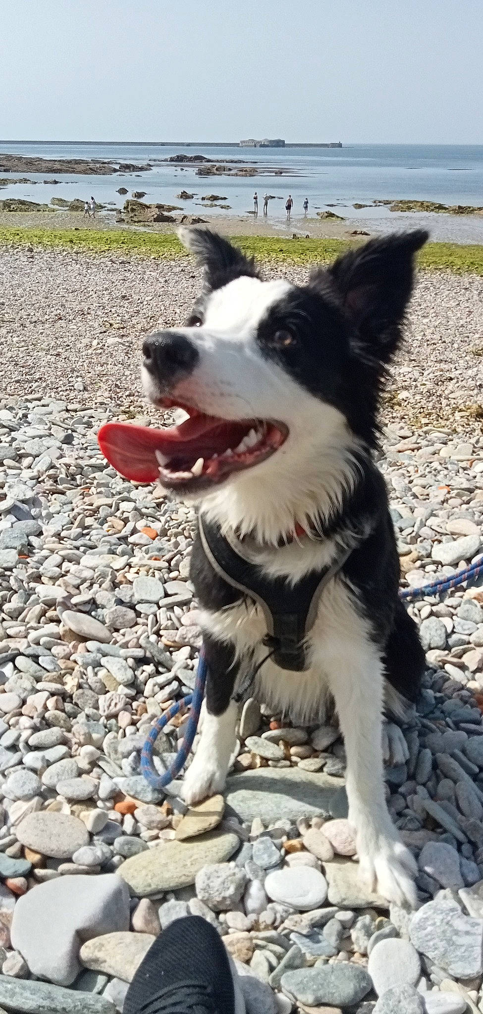 Mana participe au concours pour gagner de l'argent avec cette photo : border_collie, canidae, carnivore, collar, companion_dog, dog, dog_breed, herding_dog, non_sporting_group, pebble, plant, recreation, rock, soil, sporting_group, walking, water, working_animal, working_dog