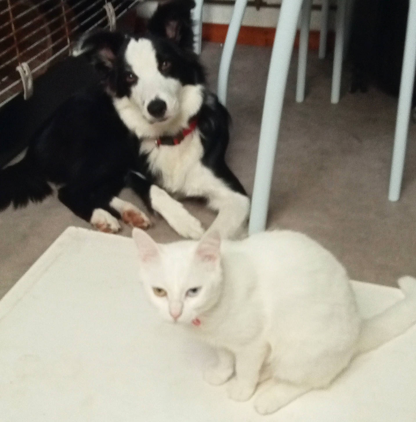 Mana a rejoint le concours — aidez-le/la à gagner de superbes lots ! carnivore, cat, companion_dog, dog, dog_breed, dog_supply, domestic_short_haired_cat, felidae, flooring, fur, mammal, paw, pet_supply, small_to_medium_sized_cats, snout, tail, vertebrate, whiskers, white, working_animal