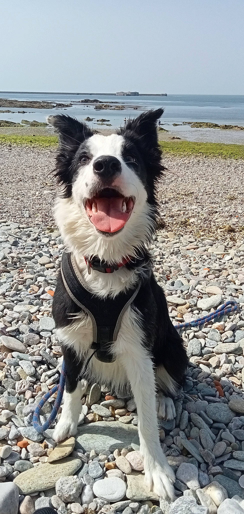 Mana participe au concours pour gagner de l'argent avec cette photo : border_collie, canidae, carnivore, collar, companion_dog, dog, dog_breed, dog_collar, fur, happy, herding_dog, leash, plant, recreation, sky, smile, snout, sporting_group, water, whiskers
