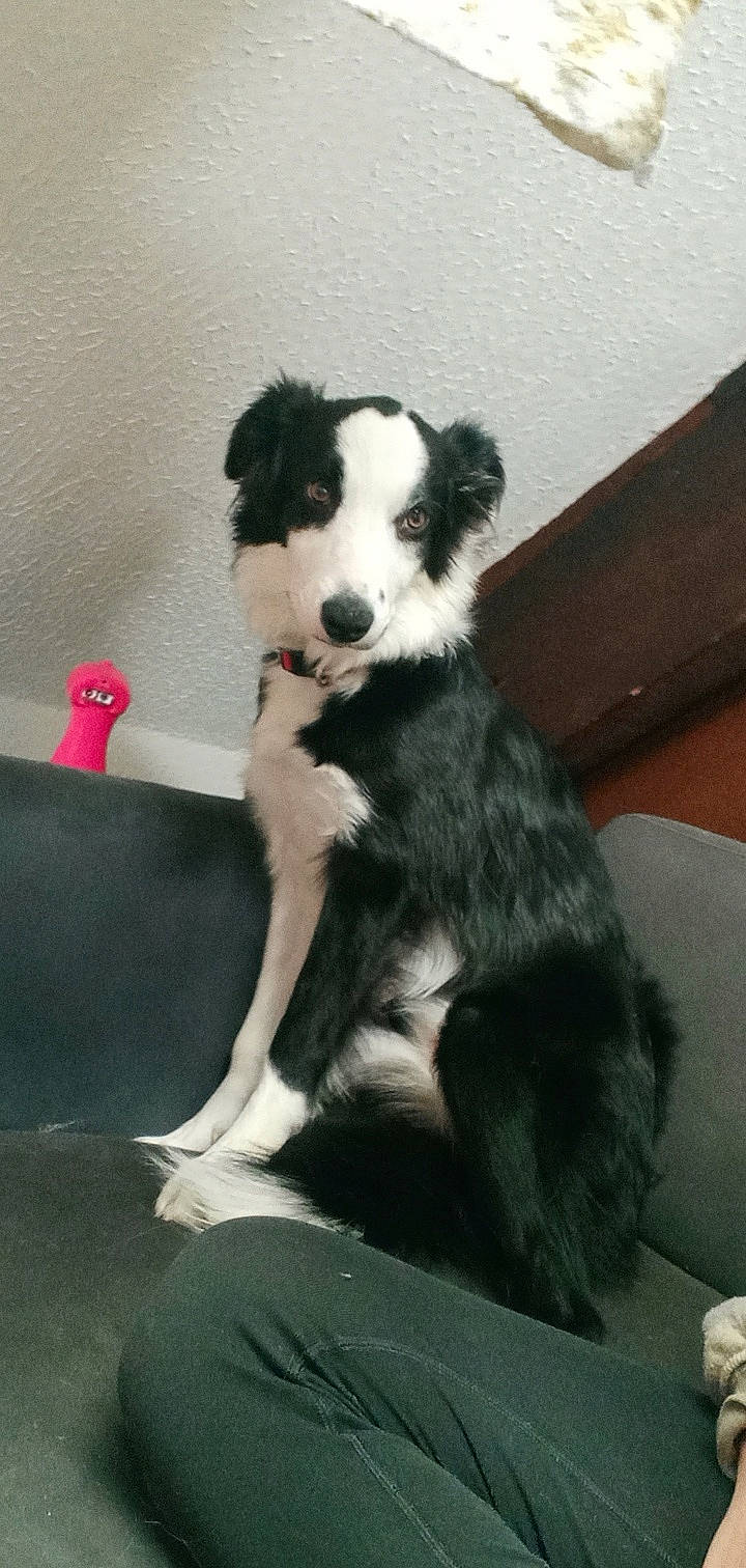 Mana a rejoint le concours — aidez-le/la à gagner de superbes lots ! border_collie, canidae, carnivore, companion_dog, dog, dog_breed, felidae, fur, herding_dog, landseer, paw, pont_audemer_spaniel, puppy, snout, sporting_group, tail, toy, toy_dog, working_animal, working_dog