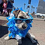 accessory, blue_sky, canine, casual, costume, daytime, dog, flower_lei, leash, outdoor, pedestrian, people, shadows, sidewalk, small_dog, street, summer, sunglasses, sunny, urban