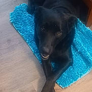 Wegian is registered to the contest to win money with this photo: dog, black_dog, pet, indoor, floor, blue_mat, crossed_paws, relaxed, animal, canine, furniture, wooden_floor, looking_up, lying_down, cute, companion, domestic, friendly, cozy, home