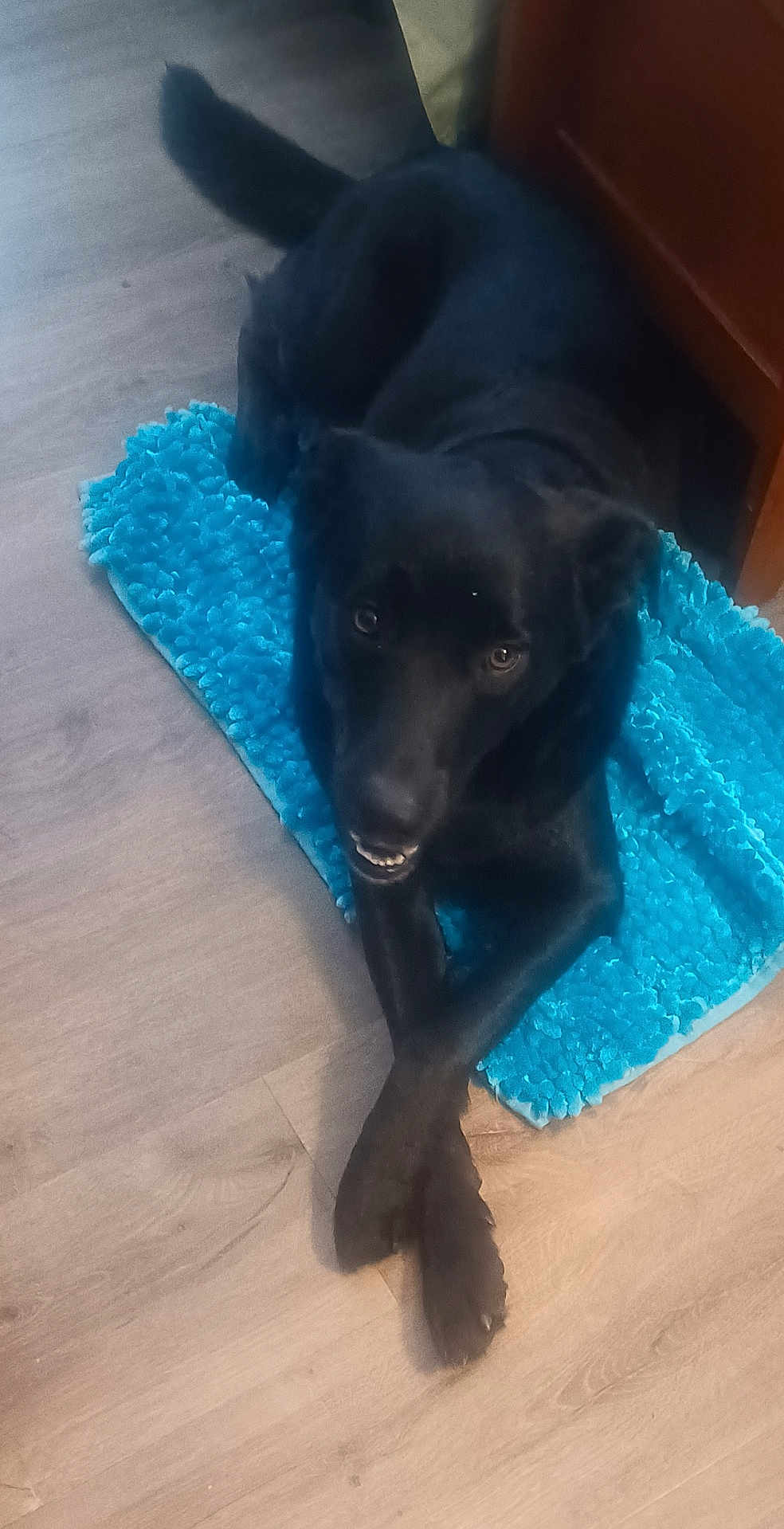 Wegian is registered to the contest to win money with this photo: dog, black_dog, pet, indoor, floor, blue_mat, crossed_paws, relaxed, animal, canine, furniture, wooden_floor, looking_up, lying_down, cute, companion, domestic, friendly, cozy, home