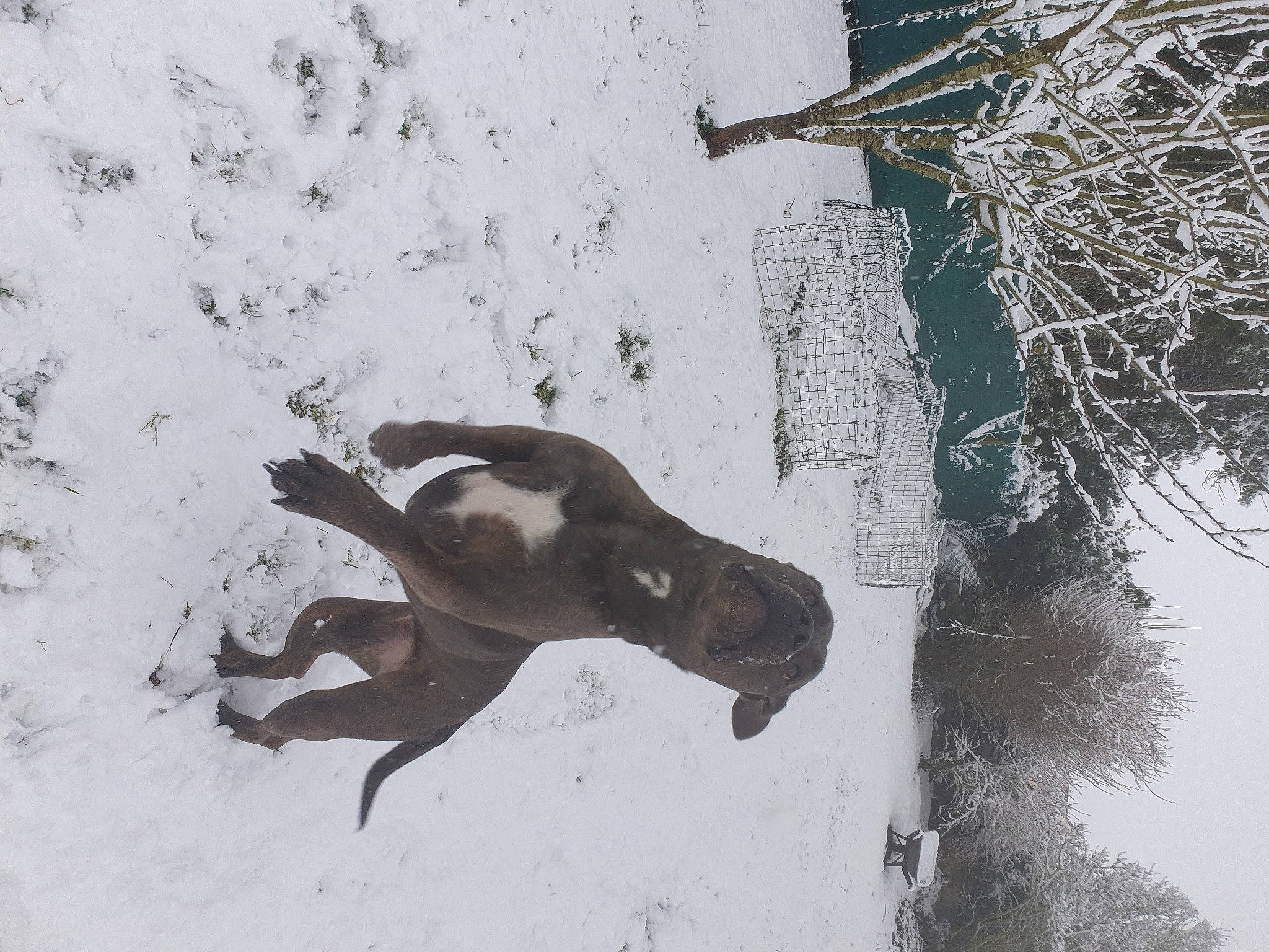 Era participe au concours pour gagner de l'argent avec cette photo : art, canidae, claw, crow_like_bird, dog, dog_breed, freezing, painting, plant, slope, snow, sporting_group, tail, tree, trunk, twig, visual_arts, water, winter, wood