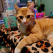 Bowie joined the competition — help win amazing prizes! beverage_bottle, blanket, cat, close_up, ear, feline, fur, green_tea, home_interior, indoor, leopard_print, orange_cat, paw, pet, portrait, relaxed, snacks, tabby_cat, table, whiskers