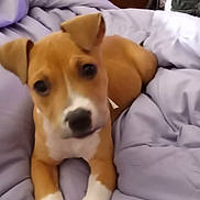 Tinkerbell joined the competition — help win amazing prizes! animal, bedroom, blanket, brown_dog, cozy, curious, cute, dog, door, ears, front_paws, furniture, indoor, looking, pet, puppy, relaxed, resting, soft, white_paws