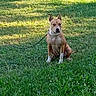 Tinkerbell is registered to the contest to win money with this photo: alone, animal, canine, chain, collar, daylight, dog, field, fur, grass, greenery, leash, mammal, nature, outdoor, park, pet, quiet, sitting, sunlight