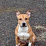 Tinkerbell is registered to the contest to win money with this photo: alert, animal, brown, calm, canine, dog, ears, fur, gravel, ground, looking, muzzle, nature, outdoor, paw, pet, portrait, sitting, white, young