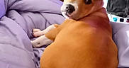 Tinkerbell joined the competition — help win amazing prizes! animal, bedroom, blanket, canine, cozy, curious, dog, door, fur, furniture, indoor, laundry, looking_back, pet, purple_blanket, resting, snout, tail, tan_dog, wooden_door