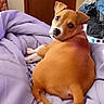animal, bedroom, blanket, canine, cozy, curious, dog, door, fur, furniture, indoor, laundry, looking_back, pet, purple_blanket, resting, snout, tail, tan_dog, wooden_door