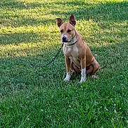 Tinkerbell joined the competition — help win amazing prizes! alert, animal, canine, chain, collar, daytime, dog, ears, field, fur, grass, greenery, mammal, nature, outdoor, park, pet, quiet, sitting, sunlight