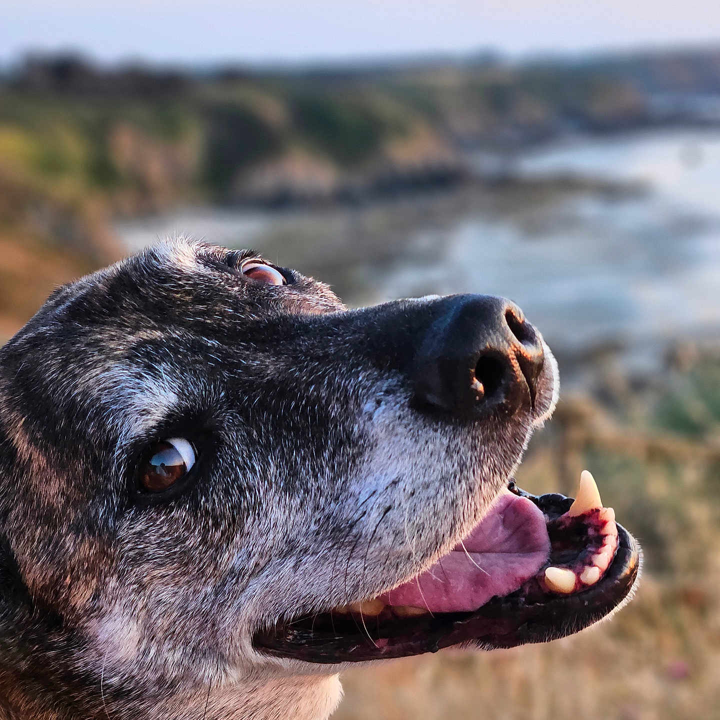 Newton participe au concours pour gagner de l'argent avec cette photo : dog, animal, pet, canine, close_up, portrait, happy, smiling, open_mouth, tongue, teeth, nose, eye, fur, black_and_white, outdoor, coast, cliffs, ocean, nature